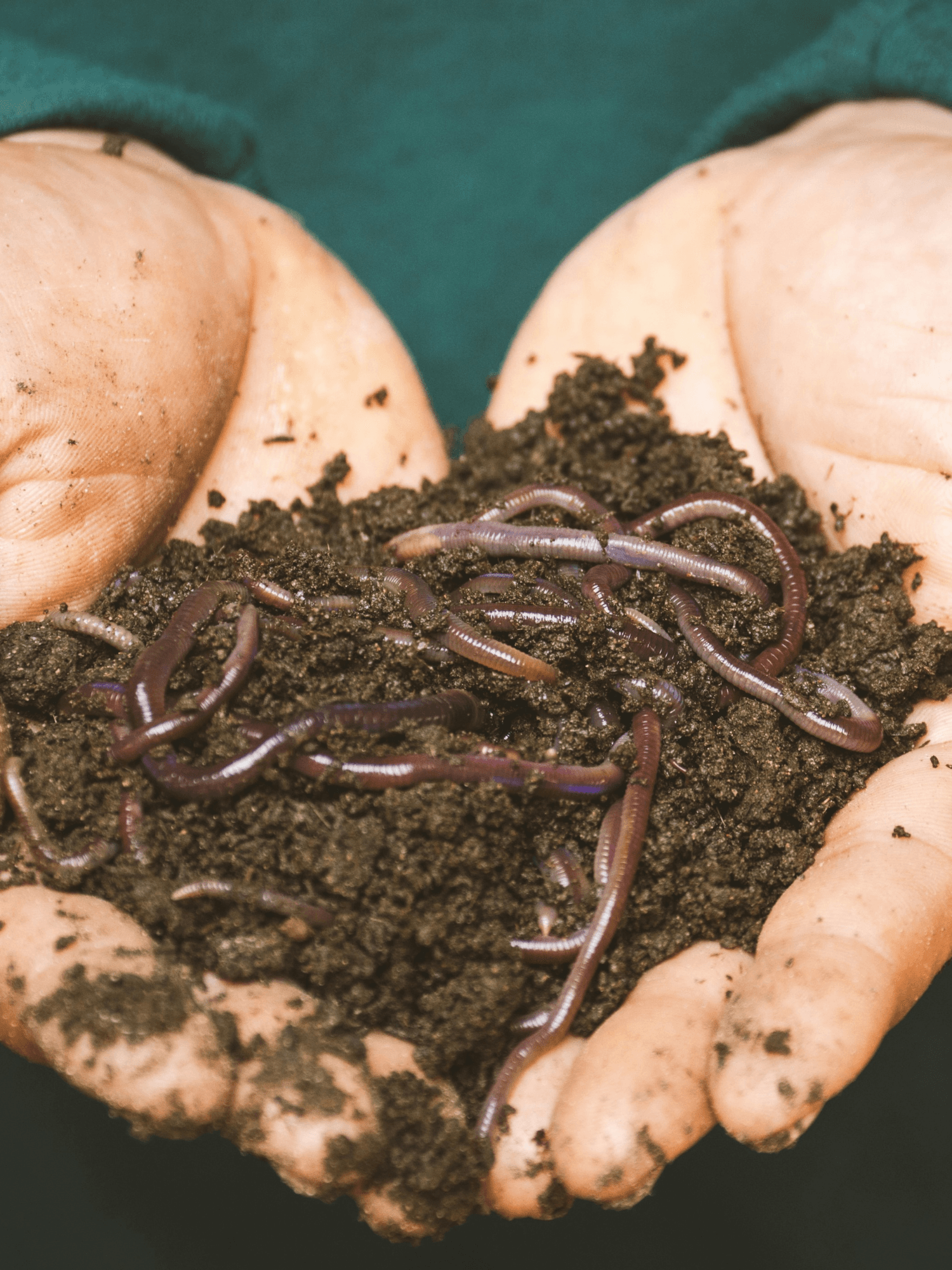 Premium Composting Worms